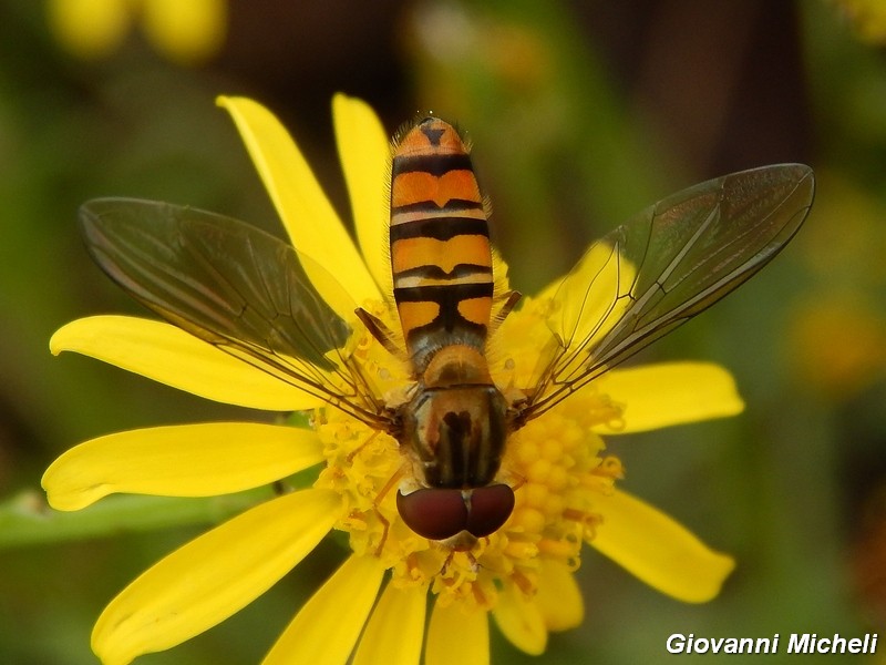 La vita in un fiore (Senecio inaequidens)